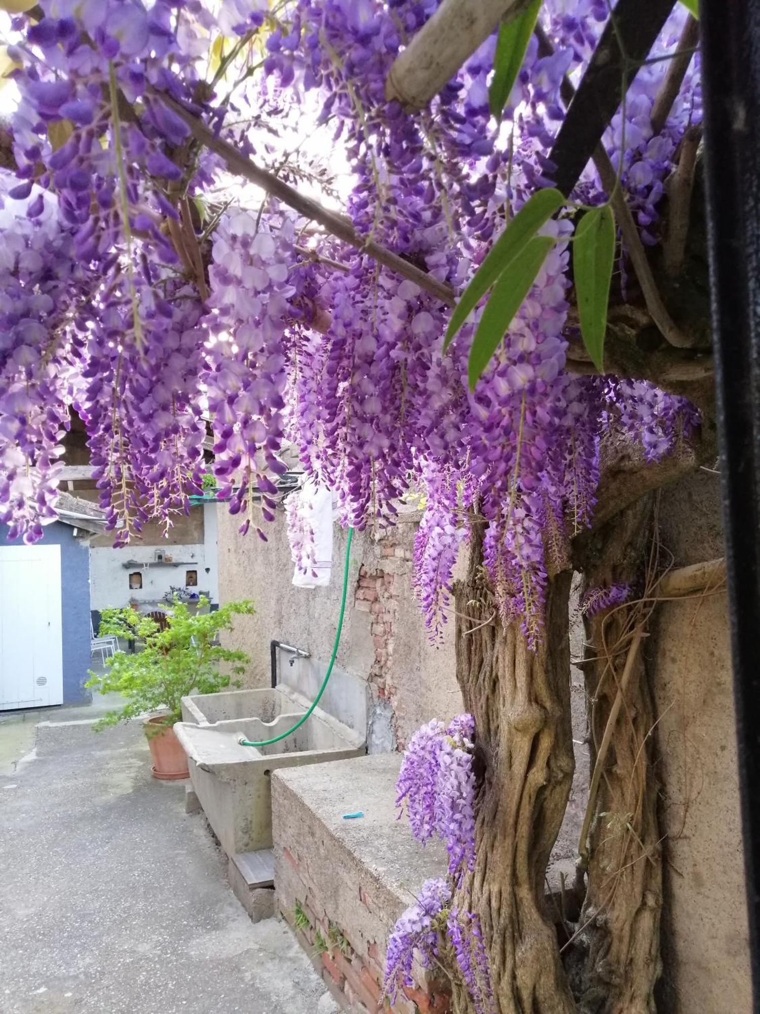 B&B La Maison De Julia Albi Exteriér fotografie